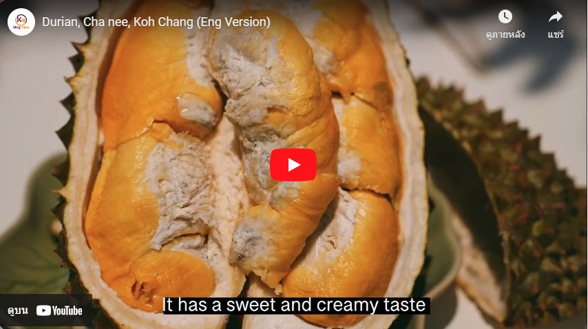 Durian, Cha nee, Koh Chang (Eng Version)