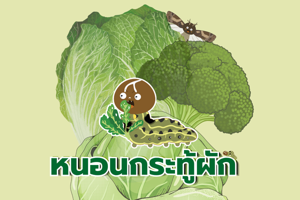 แผ่นพับ : หนอนกระทู้ผัก