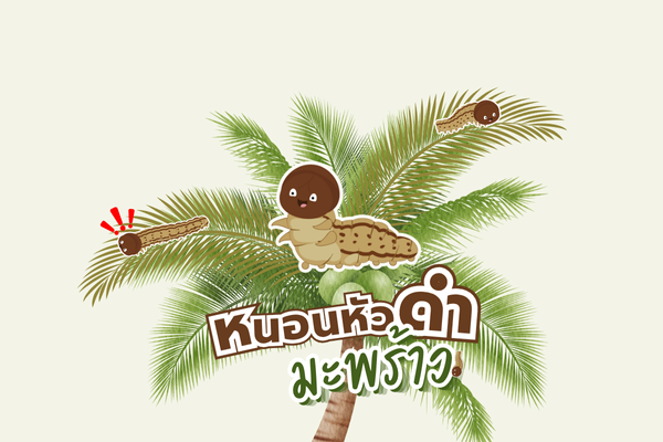 แผ่นพับ : หนอนหัวดำมะพร้าว