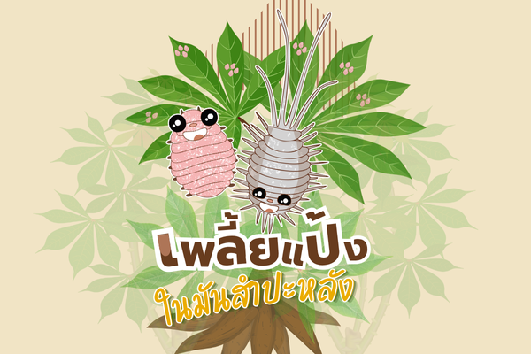 แผ่นพับ : เพลี้ยแป้งในมันสำปะหลัง