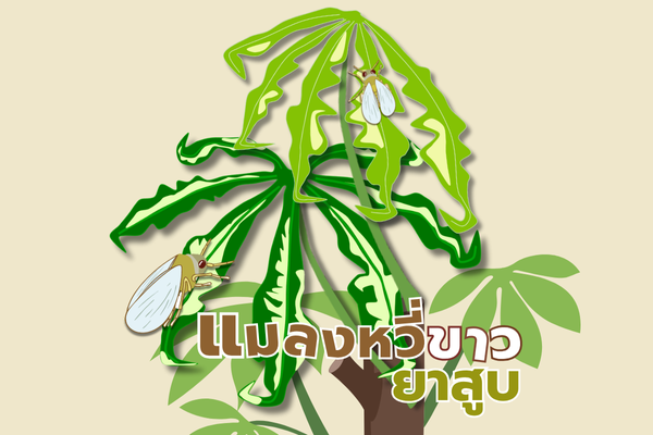 แผ่นพับ : แมลงหวี่ขาวยาสูบ