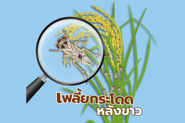 แผ่นพับ : เพลี้ยกระโดดหลังขาว
