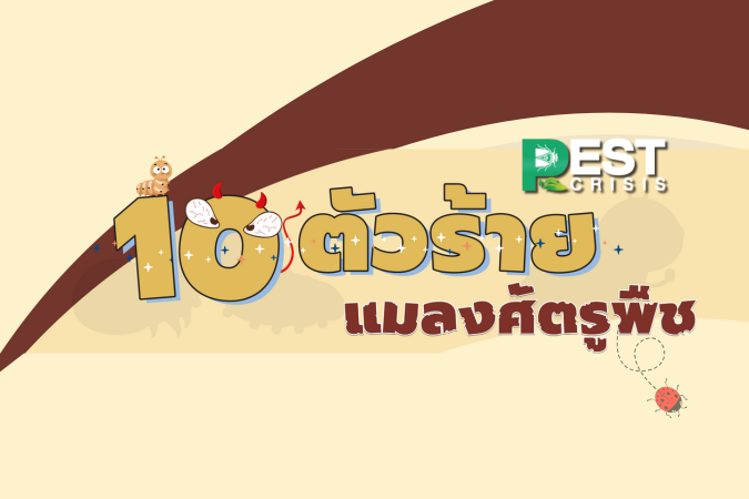 โปสเตอร์ : 10 ตัวร้าย แมลงศัตรูพืช