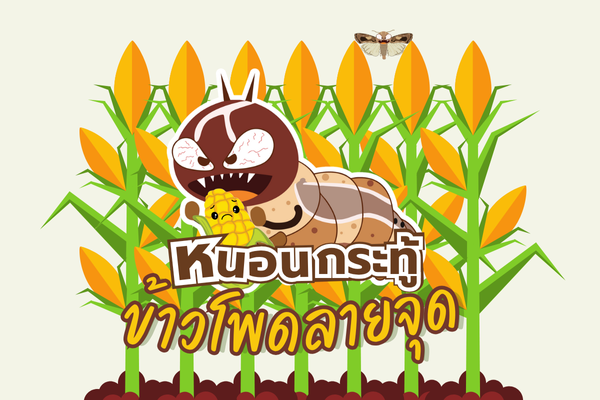 อินโฟ : หนอนกระทู้ข้าวโพดลายจุด
