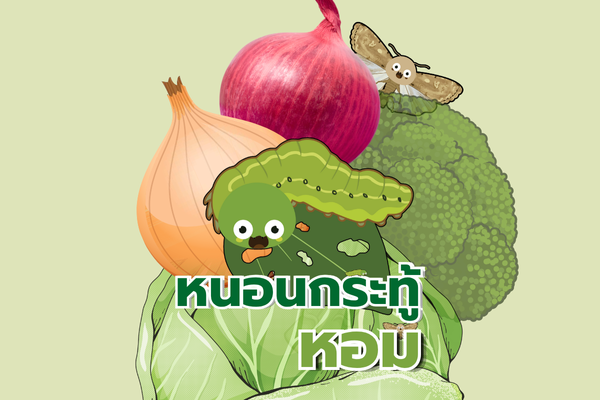 อินโฟ : หนอนกระทู้หอม
