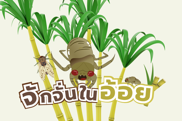 อินโฟ : จักจั่นในอ้อย